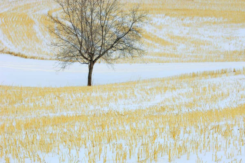 Canada, Alberta Lone tree in snowy field art print by Mike Grandmaison for $57.95 CAD